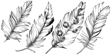 Vektör kuş tüyü izole Wing. İzole illüstrasyon öğesi. Arka plan, doku, sarıcı desen, çerçeve veya sınır vektör tüy.