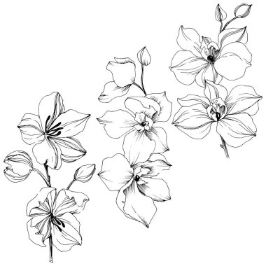 Vektör tropikal orkide çiçek. Botanik çiçek. İzole illüstrasyon öğesi. Arka plan, doku, sarıcı desen, çerçeve veya sınır vektör kır çiçeği.