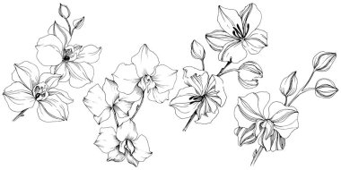 Vektör tropikal orkide çiçek. Botanik çiçek. İzole illüstrasyon öğesi. Arka plan, doku, sarıcı desen, çerçeve veya sınır vektör kır çiçeği.