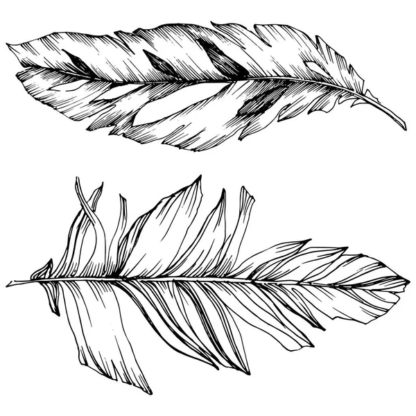 Vektör kuş tüyü izole Wing. İzole illüstrasyon öğesi. Arka plan, doku, sarıcı desen, çerçeve veya sınır vektör tüy.