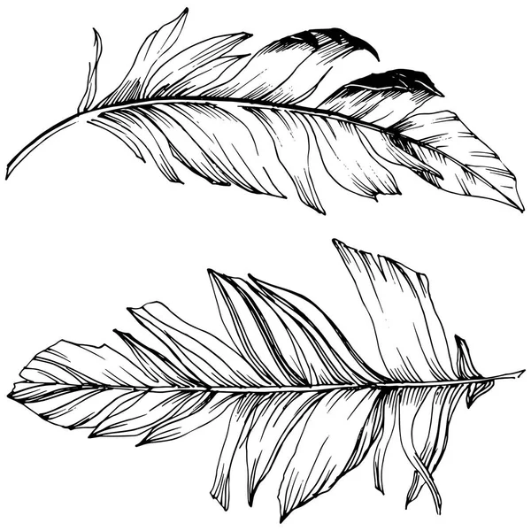 Vektor Vogelfeder Vom Flügel Isoliert Isoliertes Illustrationselement Vektorfeder Für Hintergrund — Stockvektor