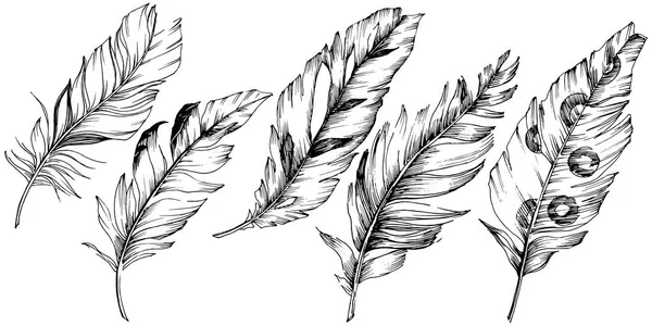 Vektor Ptačí Pírko Křídla Samostatný Izolované Ilustrace Prvek Pírko Vektorové — Stockový vektor