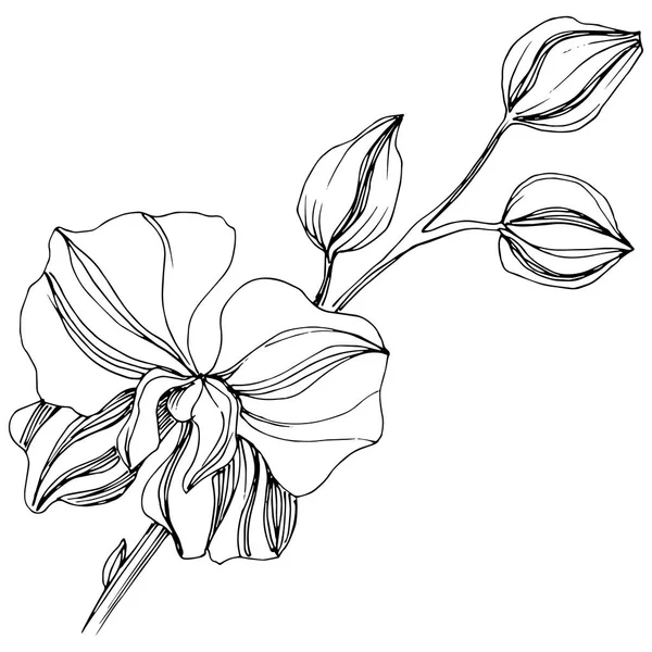 Векторный Тропический Цветок Орхидей Цветочный Ботанический Цветок Изолированный Элемент Иллюстрации — стоковый вектор