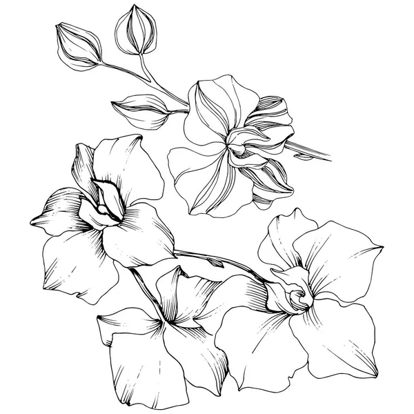 Vektor Tropisk Orkidé Blomma Blommig Botaniska Blomma Isolerade Illustration Element — Stock vektor