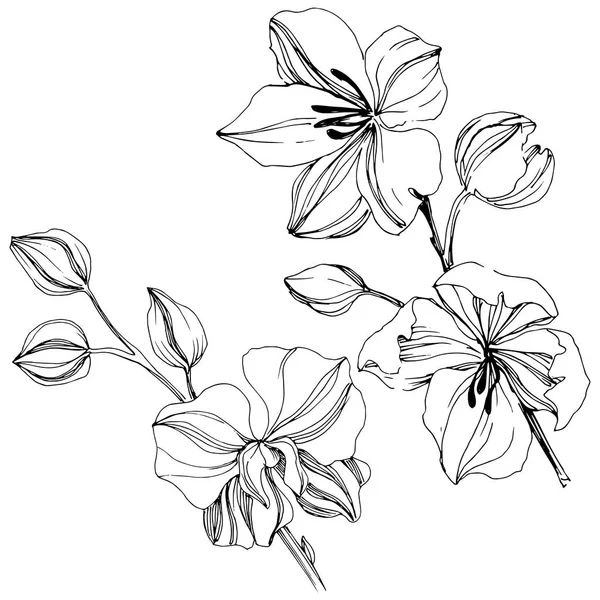 Векторна Тропічна Квітка Орхідеї Квіткова Ботанічна Квітка Ізольований Елемент Ілюстрації — стоковий вектор