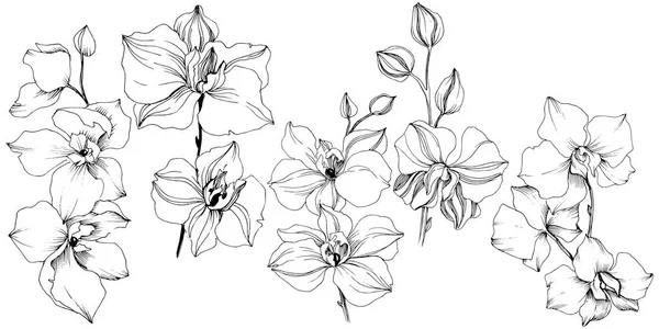 Flor Orquídea Tropical Vetorial Floral Flor Botânica Isolado Elemento Ilustração —  Vetores de Stock