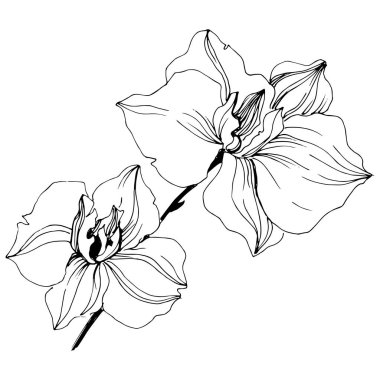 Vektör tropikal orkide çiçek. Botanik çiçek. İzole illüstrasyon öğesi. Arka plan, doku, sarıcı desen, çerçeve veya sınır vektör kır çiçeği.