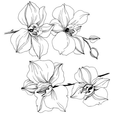 Vektör tropikal orkide çiçek. Botanik çiçek. İzole illüstrasyon öğesi. Arka plan, doku, sarıcı desen, çerçeve veya sınır vektör kır çiçeği.