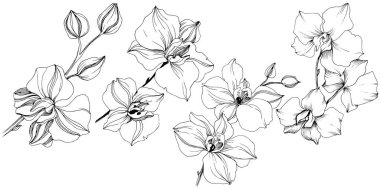 Vektör tropikal orkide çiçek. Botanik çiçek. İzole illüstrasyon öğesi. Arka plan, doku, sarıcı desen, çerçeve veya sınır vektör kır çiçeği.