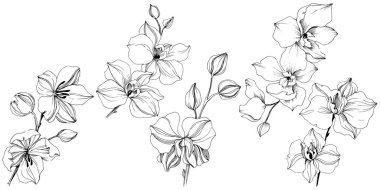 Vektör tropikal orkide çiçek. Botanik çiçek. İzole illüstrasyon öğesi. Arka plan, doku, sarıcı desen, çerçeve veya sınır vektör kır çiçeği.