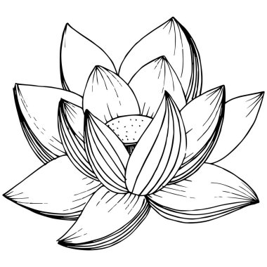 Vektör lotus çiçeği. Botanik çiçek. İzole illüstrasyon öğesi.