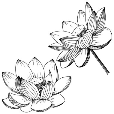 Vektör lotus çiçeği. Botanik çiçek. İzole illüstrasyon öğesi.