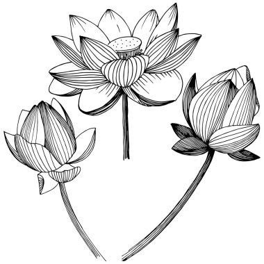 Vektör lotus çiçeği. Botanik çiçek. İzole illüstrasyon öğesi.