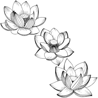 Vektör lotus çiçeği. Botanik çiçek. İzole illüstrasyon öğesi.