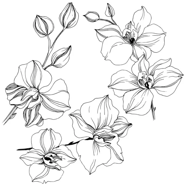 Vector Tropische Orchidee Bloem Floral Botanische Bloem Geïsoleerde Illustratie Element — Stockvector