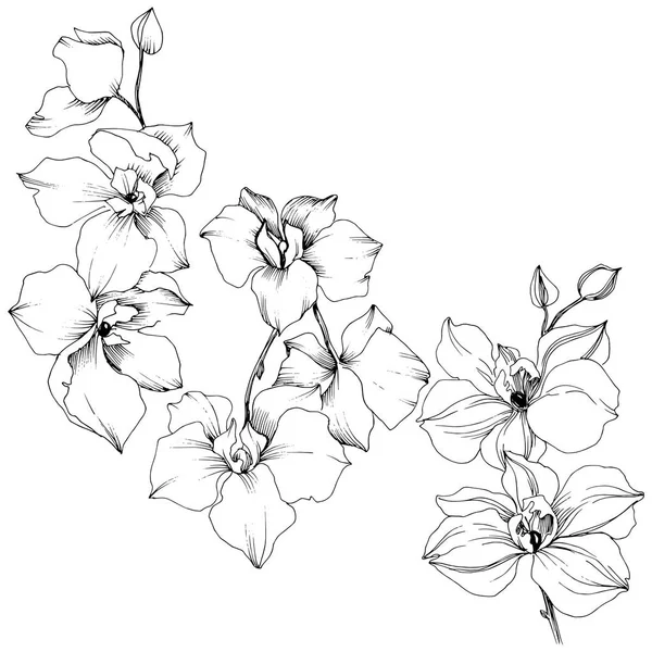 Векторный Тропический Цветок Орхидей Цветочный Ботанический Цветок Изолированный Элемент Иллюстрации — стоковый вектор