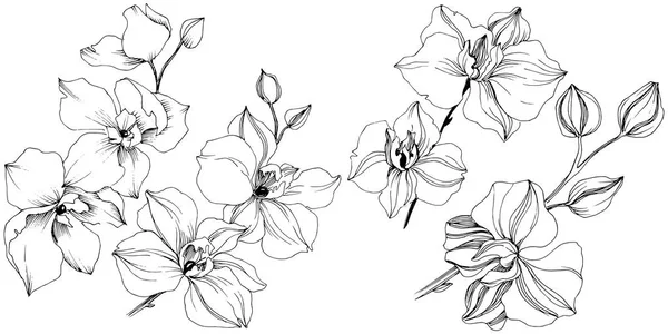 Vektor Trópusi Orchidea Virág Virágos Botanikai Virág Elszigetelt Ábra Elemet — Stock Vector