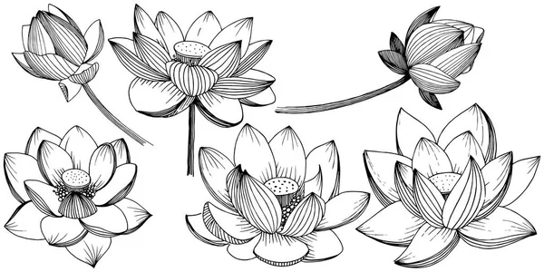 Flor de loto vectorial. Flor botánica floral. Elemento ilustrativo aislado . — Archivo Imágenes Vectoriales