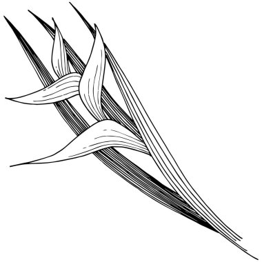 Tropikal çiçek bir vektör tarzı. İzole illüstrasyon öğesi.