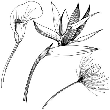 Tropikal çiçek bir vektör tarzı. İzole illüstrasyon öğesi.