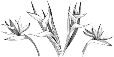 Tropikal çiçek bir vektör tarzı. İzole illüstrasyon öğesi.