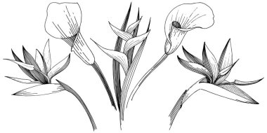 Tropikal çiçek bir vektör tarzı. İzole illüstrasyon öğesi.