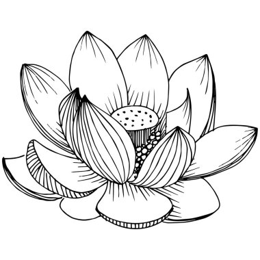 Vektör lotus çiçeği. Botanik çiçek. İzole illüstrasyon öğesi.