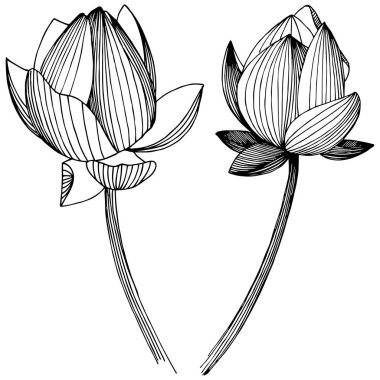 Vektör lotus çiçeği. Botanik çiçek. İzole illüstrasyon öğesi.