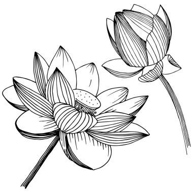 Vektör lotus çiçeği. Botanik çiçek. İzole illüstrasyon öğesi.