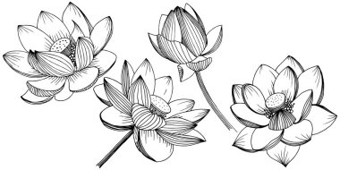 Vektör lotus çiçeği. Botanik çiçek. İzole illüstrasyon öğesi.