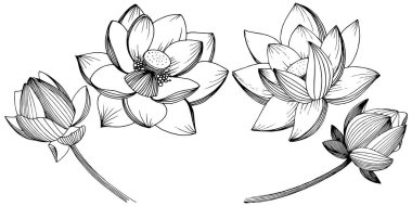 Vektör lotus çiçeği. Botanik çiçek. İzole illüstrasyon öğesi.