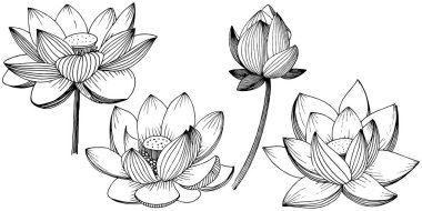 Vektör lotus çiçeği. Botanik çiçek. İzole illüstrasyon öğesi.