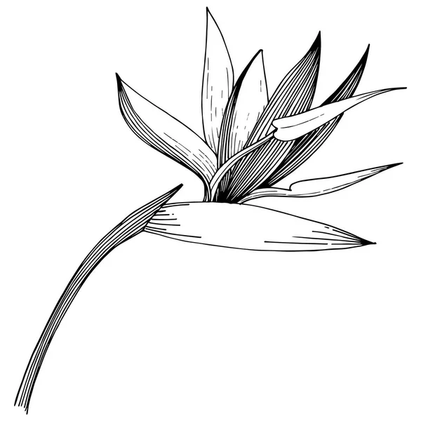 Fleurs tropicales dans un style vectoriel. Élément d'illustration isolé . — Image vectorielle