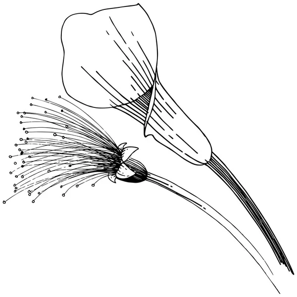 Tropikal çiçek bir vektör tarzı. İzole illüstrasyon öğesi.