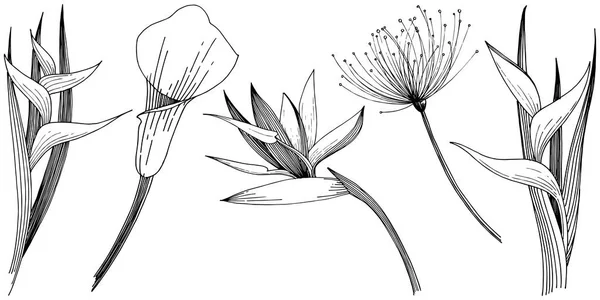 ベクター スタイルの南国の花。孤立した図の要素. — ストックベクタ