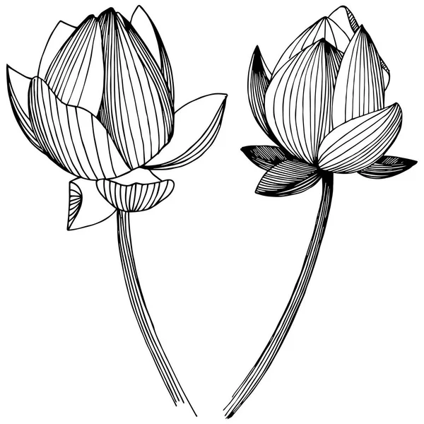 Διάνυσμα λωτό. Floral βοτανικό λουλούδι. Απομονωμένη εικονογράφηση στοιχείο. — Διανυσματικό Αρχείο