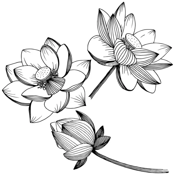 Vektör lotus çiçeği. Botanik çiçek. İzole illüstrasyon öğesi. — Stok Vektör