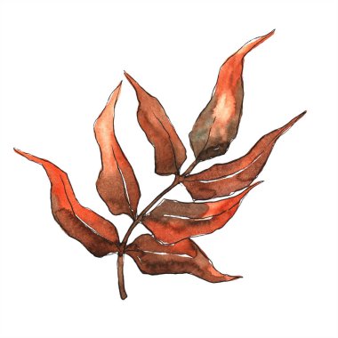 Turuncu eğreltiotu yaprakları. Yaprak fren bitki botanik bahçe çiçek yaprakları. İzole illüstrasyon öğesi. Aquarelle yaprak için arka plan, doku, sarıcı desen, çerçeve veya kenarlık.