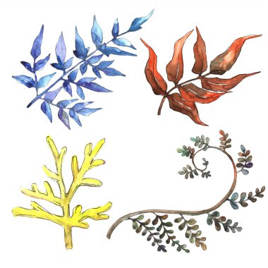 Fern bırakır. Yaprak fren bitki botanik bahçe çiçek yaprakları. İzole illüstrasyon öğesi. Aquarelle yaprak için arka plan, doku, sarıcı desen, çerçeve veya kenarlık.