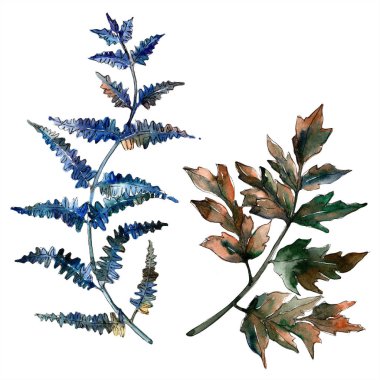 Mavi eğreltiotu yaprakları. Yaprak fren bitki botanik bahçe çiçek yaprakları. İzole illüstrasyon öğesi. Aquarelle yaprak için arka plan, doku, sarıcı desen, çerçeve veya kenarlık.