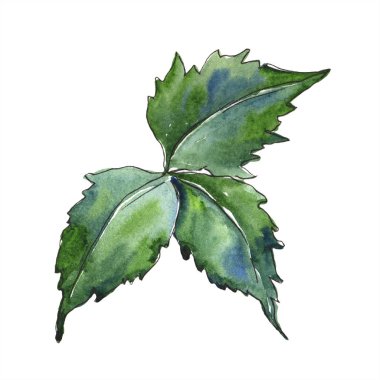 Suluboya mor blackbarry bitki. Botanik çiçek. İzole illüstrasyon öğesi. Arka plan, doku, sarıcı desen, çerçeve veya kenarlık için Aquarelle kır çiçeği.