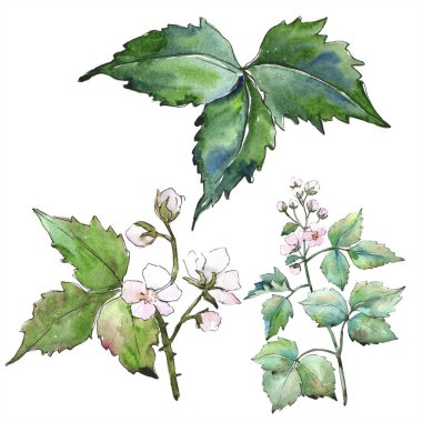 Suluboya mor blackbarry bitki. Botanik çiçek. İzole illüstrasyon öğesi. Arka plan, doku, sarıcı desen, çerçeve veya kenarlık için Aquarelle kır çiçeği.