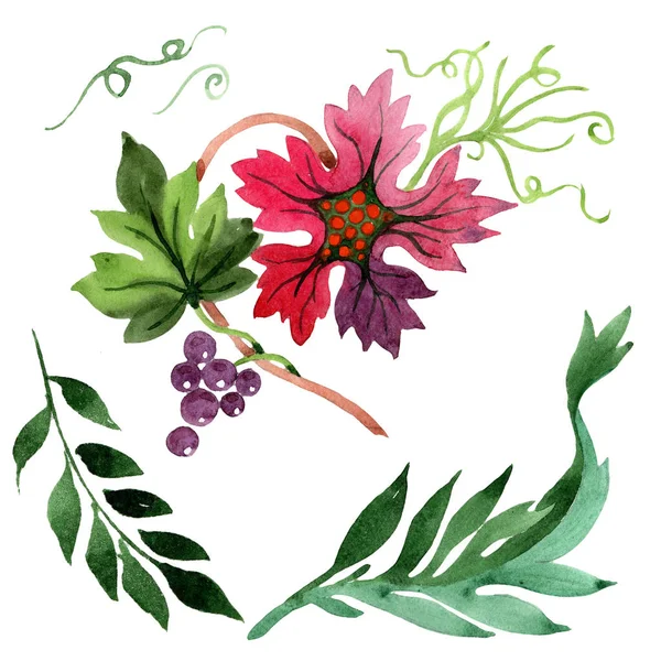 Akvarelu Ornament Listů Květů Květinové Botanické Květin Izolované Ilustrace Prvek — Stock fotografie