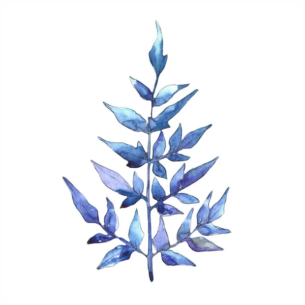 Blaue Farnblätter Blatt Bremse Pflanze Botanischen Garten Blütenblätter Isoliertes Illustrationselement — Stockfoto