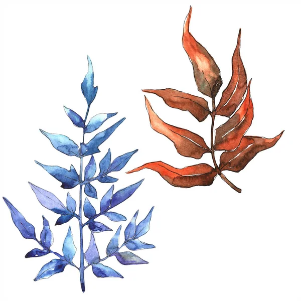 Fern bırakır. Yaprak fren bitki botanik bahçe çiçek yaprakları. İzole illüstrasyon öğesi. Aquarelle yaprak için arka plan, doku, sarıcı desen, çerçeve veya kenarlık.