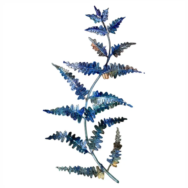 蓝蕨叶 叶子刹车植物植物园花卉叶子 独立的插图元素 包装图案 框架或边框的水彩画叶 — 图库照片