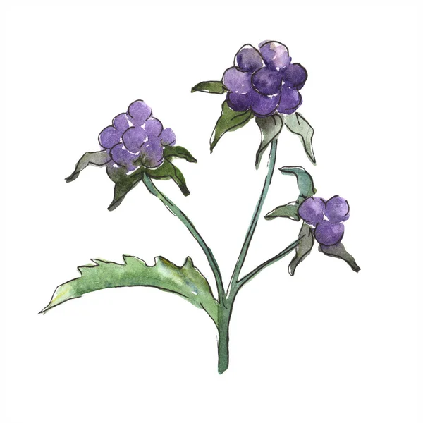 Acuarela Púrpura Planta Negrura Flor Botánica Floral Elemento Ilustración Aislado —  Fotos de Stock