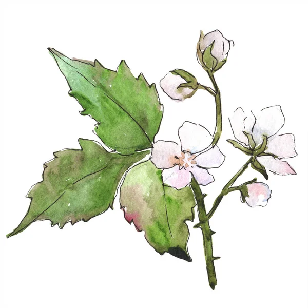Acquerello Viola Blackbarry Pianta Fiore Botanico Floreale Elemento Illustrazione Isolato — Foto Stock