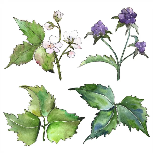 Acuarela Púrpura Planta Negrura Flor Botánica Floral Elemento Ilustración Aislado —  Fotos de Stock