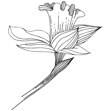 Vektör nergis kır çiçeği. Botanik çiçek. İzole illüstrasyon öğesi. Arka plan, doku, sarıcı desen, çerçeve veya sınır vektör kır çiçeği.